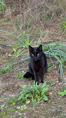 Kara kedi dışarıda. Yüksek kalite fotoğraf