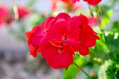 Parlak kırmızı sardunya çiçekleri. Yüksek kalite fotoğraf