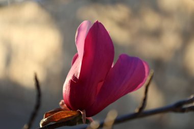 Pembe manolya çiçeği. Nadir çiçek. Güneş ışınlarında, pembe manolya, mor. Yüksek kaliteli fotoğraf.
