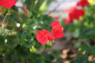 Parlak kırmızı sardunya çiçekleri. Yüksek kalite fotoğraf