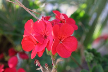 Parlak kırmızı sardunya çiçekleri. Yüksek kalite fotoğraf