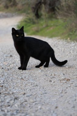 Kara kedi dışarıda. Yüksek kalite fotoğraf