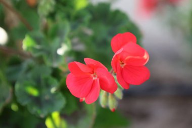 Parlak kırmızı sardunya çiçekleri. Yüksek kalite fotoğraf