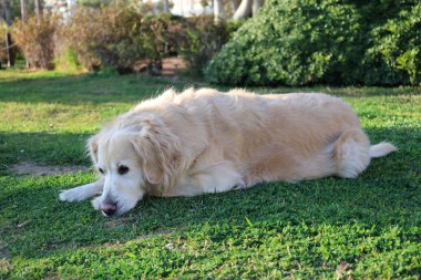 Golden Retriever dinleniyor. Yüksek kalite fotoğraf