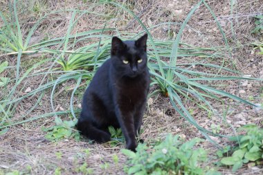 Kara kedi dışarıda. Yüksek kalite fotoğraf