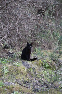 Kara kedi dışarıda. Yüksek kalite fotoğraf