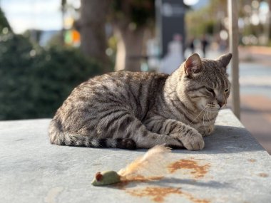Tekir kedi dinleniyor. Yüksek kalite fotoğraf