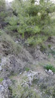 Kıyı ormanı kayalıkları. Turkuaz su