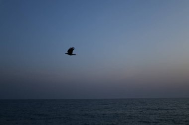 Kuş okyanusu gün batımı. Yüksek kalite fotoğraf