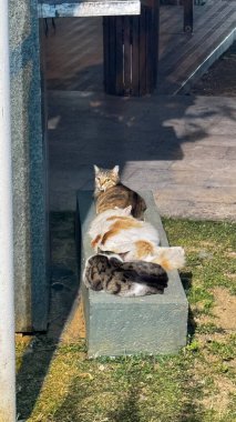 Kediler birlikte güneşleniyor. Kedi çöp tenekesinde. Yüksek kalite fotoğraf
