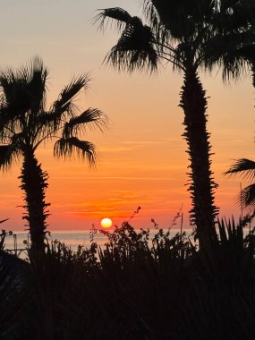 Gün batımı palmiye ağaçları. Yüksek kalite fotoğraf