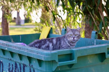 Çöp kutusundaki kedi. Yüksek kalite fotoğraf