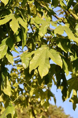 Park ağaçlarının yeşil yaprakları. Yüksek kalite fotoğraf