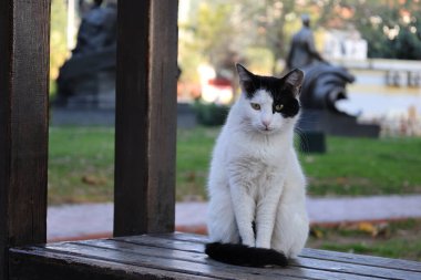 White Cat Caddesi. Yüksek kalite fotoğraf
