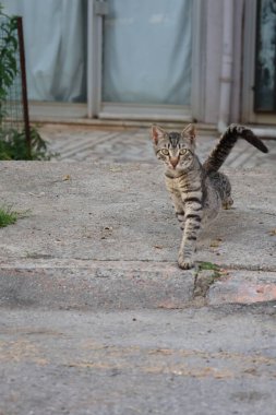 Kedi taşı duvar. Yüksek kalite fotoğraf