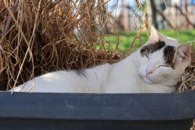 Çöp kutusundaki kedi. Yüksek kalite fotoğraf