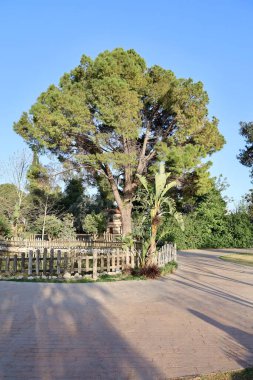 Park yolu ağaçları. Yüksek kalite fotoğraf