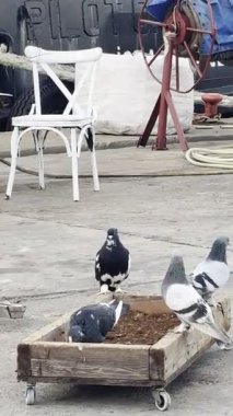 Limandaki güvercinler çok güzel. Güvercinler birlikte yiyor. Yüksek kalite 4k görüntü
