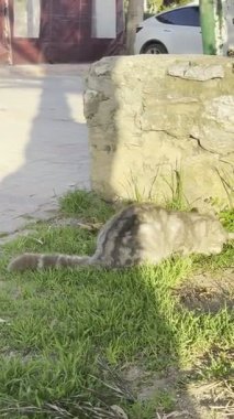 Çöp kutusundaki kedi. Yüksek kalite fotoğraf