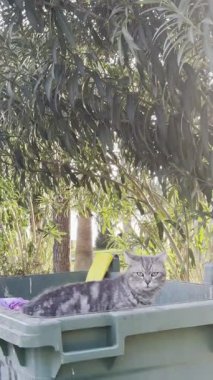 Çöp kutusundaki kedi. Yüksek kalite fotoğraf
