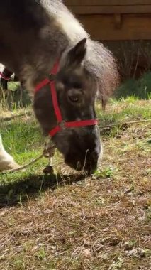 Midilli dışarıda otluyor. Pastoral sahne, bitki yaşamı, at, 