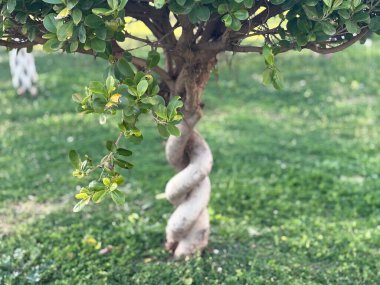 Örülmüş ağaç gövdesi. Alışılmadık bitkiler. Yüksek kalite fotoğraf