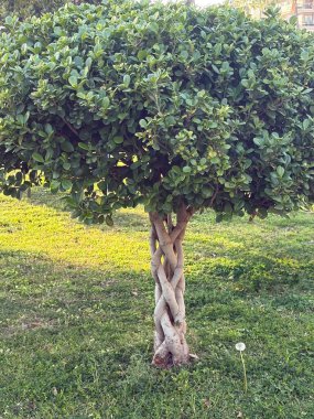 Örülmüş ağaç gövdesi. Alışılmadık bitkiler. Yüksek kalite fotoğraf