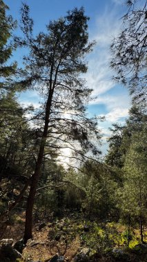 Uzun çam ağaçları. Yüksek kalite fotoğraf