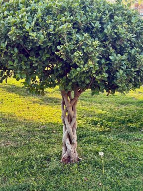 Örülmüş ağaç gövdesi. Alışılmadık bitkiler. Yüksek kalite fotoğraf