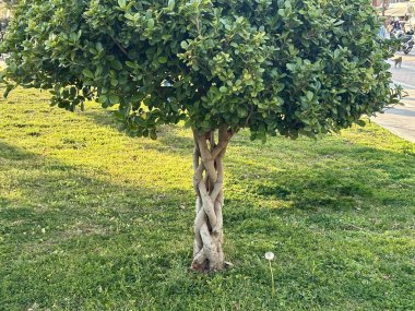 Örülmüş ağaç gövdesi. Alışılmadık bitkiler. Yüksek kalite fotoğraf