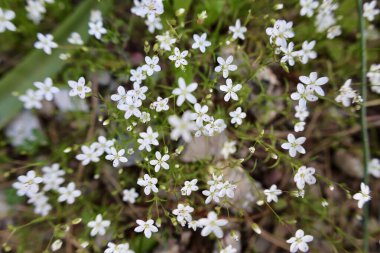 Narin beyaz çiçekler. Yüksek kalite fotoğraf