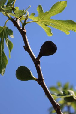 İncir dalı yakın plan. Yüksek kalite fotoğraf
