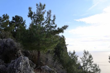 Uzun çam ağaçları. Yüksek kalite fotoğraf