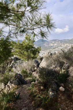 Uzun çam ağaçları. Yüksek kalite fotoğraf