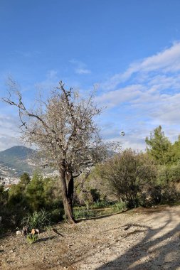 Ağaçlı kayalık patika. Yüksek kalite fotoğraf