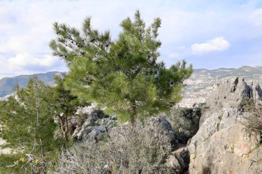 Uzun çam ağaçları. Yüksek kalite fotoğraf