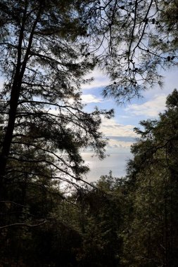 Uzun çam ağaçları. Yüksek kalite fotoğraf