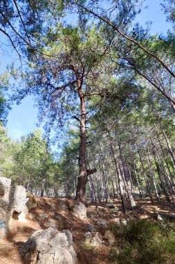 Uzun çam ağaçları. Yüksek kalite fotoğraf