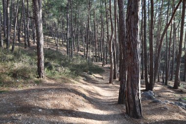 Uzun çam ağaçları. Yüksek kalite fotoğraf