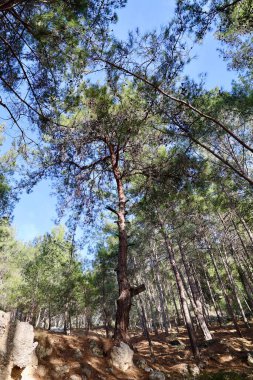 Uzun çam ağaçları. Yüksek kalite fotoğraf
