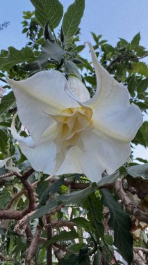 Beyaz tüp çiçekli brugmansia. Yüksek kalite fotoğraf