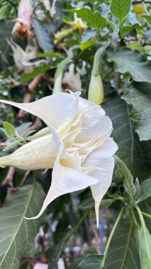 Beyaz tüp çiçekli brugmansia. Yüksek kalite fotoğraf