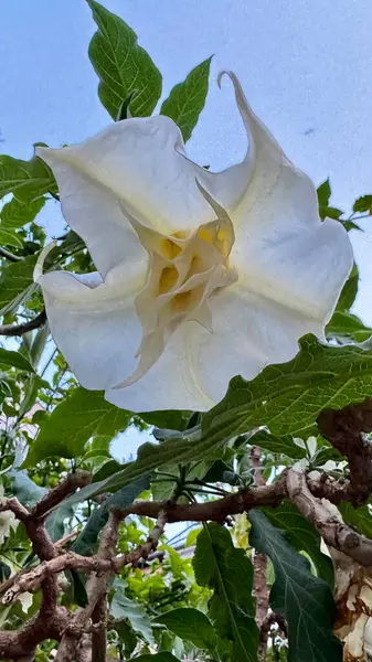 Beyaz tüp çiçekli brugmansia. Yüksek kalite fotoğraf