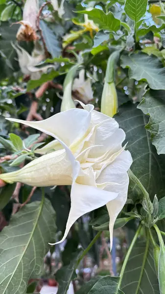 Beyaz tüp çiçekli brugmansia. Yüksek kalite fotoğraf