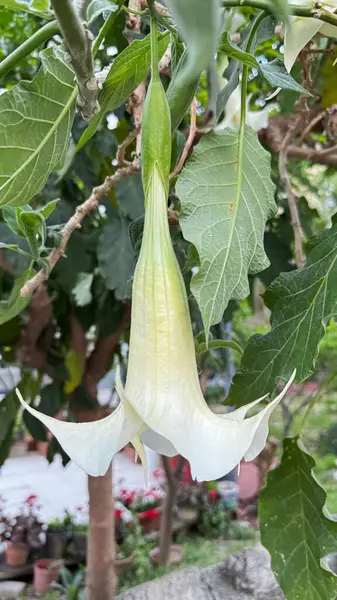 Beyaz tüp çiçekli brugmansia. Yüksek kalite fotoğraf
