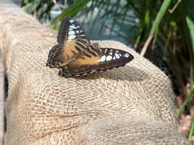 Kelebek yaprakları. Yüksek kalite fotoğraf