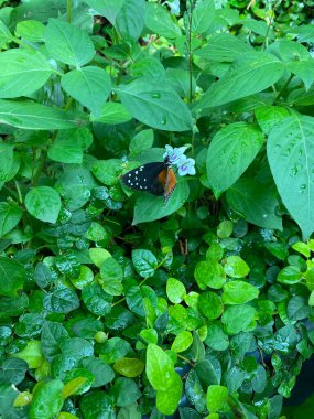 Kelebek yaprakları. Yüksek kalite fotoğraf