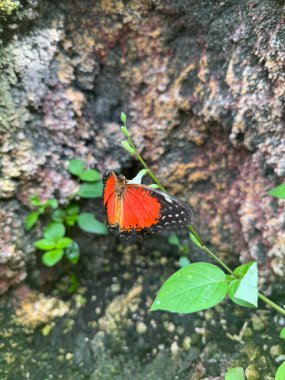 Kelebek yaprakları. Yüksek kalite fotoğraf