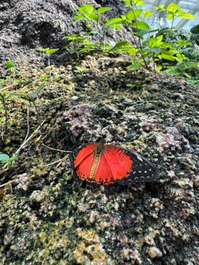 Kelebek yaprakları. Yüksek kalite fotoğraf