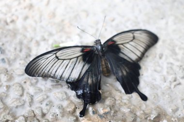 Kelebek yaprakları. Yüksek kalite fotoğraf